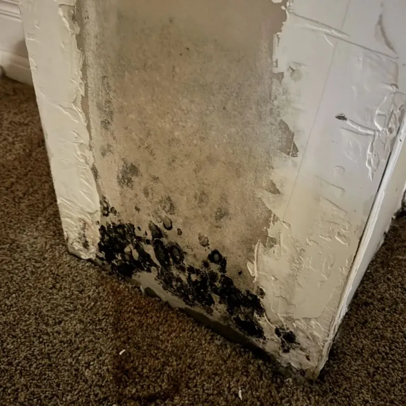 Professional Mold Removal in Saline County, NE